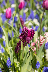 purple tulips and  blue hyacinth blooming in a garden
