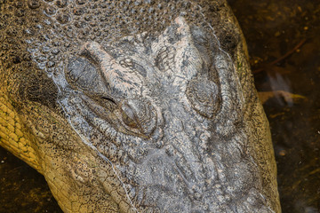 Naklejka premium Saltwater Crocodile