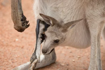 Photo sur Plexiglas Kangourou Kangaroo Joey in Pouch