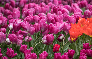 purple tulips flowers blooming in a garden