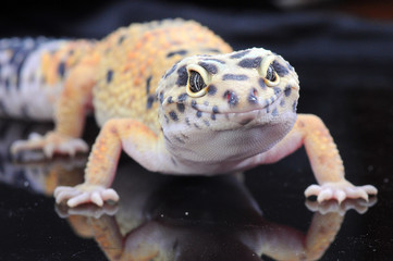 leopard gecko