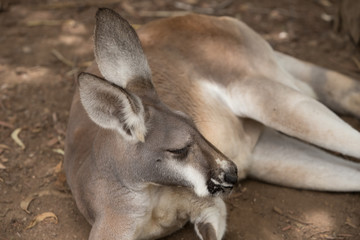 Naklejka na ściany i meble Lazy Kangaroo