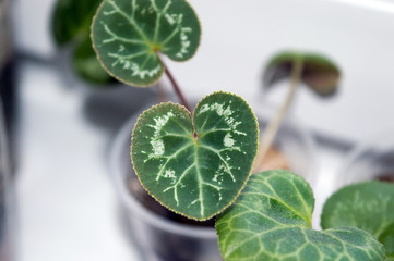 Small new leaf of cyclamen persicum seedling growing on window sill