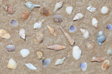 Seashells on sand Summer beach background.