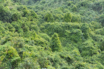 Green tropical forest on the island of Hainan