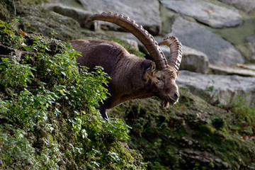 Alpensteinbock 