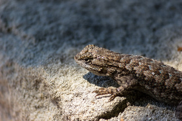 lizard 