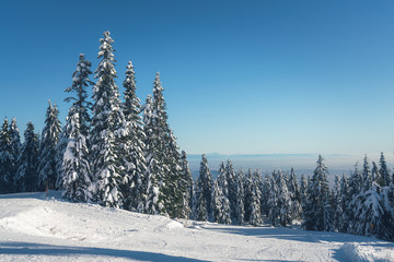 Obraz premium forest with snow backgrounds winter landscape