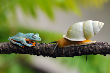 Naklejka premium flying frog