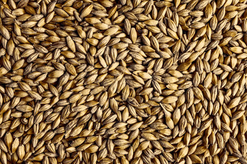 Natural oat grains background, closeup
