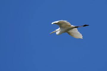 Silberreiher