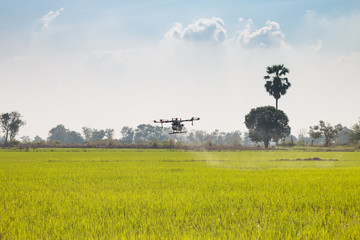 Agriculture drone operation rice field background