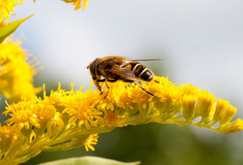 fleißige Biene