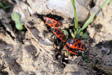 feuerwanze - fire bug