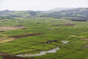 Fototapeta na wymiar Weideflächen auf der Azoreninsel Terceira.