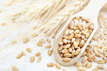 Wheat grains in wooden spoon on wheat ears plants background, selective focus, toned