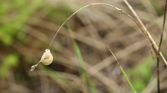 snail crawling on a wet branch on a rainy day