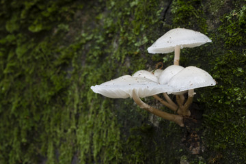 Fototapeta premium Mushroom family on dead leaves and wood.