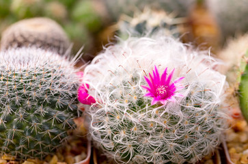 Cactus is the succulent plant with many different shapes, colors, variegated and beautiful flowers. Its native is in desert. People grow cactus for decorative plant in their garden or greenhouse