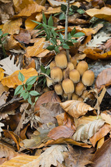 Mushroom family on dead leaves and wood.