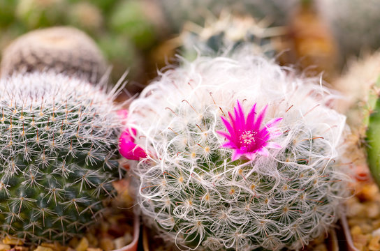 Cactus is the succulent plant with many different shapes, colors, variegated and beautiful flowers. Its native is in desert. People grow cactus for decorative plant in their garden or greenhouse - Powered by Adobe