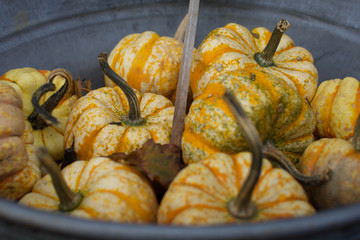 Gourds up close in a metal bucket