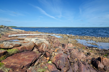 Fototapeta na wymiar Vegetation and stones on the bank of the White sea