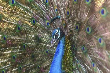 Naklejka na ściany i meble Beautiful peacock