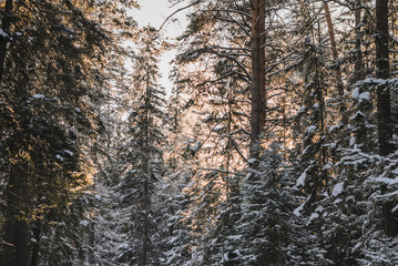 Fototapeta premium Snow-covered tree in winter forest with a beautiful light, close up