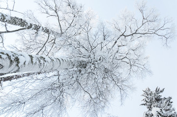 Snowy trees in winter forest with a beautiful light, view from belowю