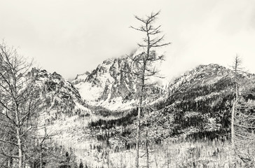 Spruce forest after natural disaster in High Tatras, colorless