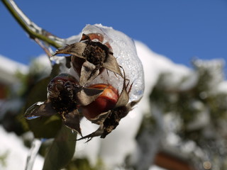 Konservierte Frucht