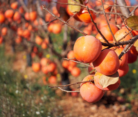 Persimmons at fruit garden, Valencia, Spain