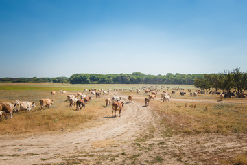 Obraz premium herd of cows