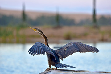 Australian darter