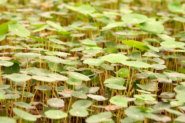 Young shoots of Nasturtium. Tropaeolum commonly known as nasturtium  literally 