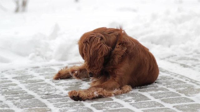 sits cocker spaniel in winter,In the winter, sitting in the yard was a dog cocker spaniel