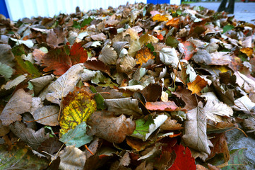 Fallen autumn yellow and red leaves. Leaves fallen in autumn.