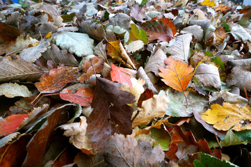 Fallen autumn yellow and red leaves. Leaves fallen in autumn.