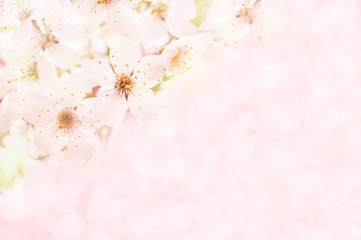 Fototapeta na wymiar Spring blossom/springtime cherry bloom, bokeh flower background, pastel and soft floral card, toned