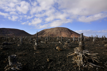 Reste von Agaven Pflanzen vor alten Vulkanen.
