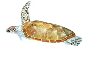 Crédence en verre imprimé Tortue illustration à l& 39 aquarelle d& 39 une tortue de mer