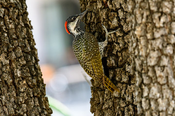 Fototapeta premium nubian woodpecker on the trunk of a tree