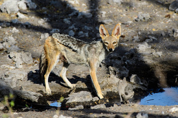 Black backed jackal staring