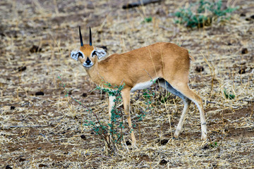 steenbok looking closely