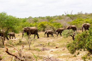 Elephant herd walking through the bush