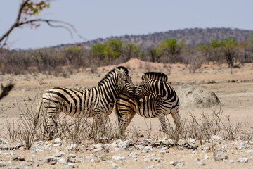 Fototapeta na wymiar Two intimate Zebra