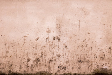 Traces de plantes sur des murs