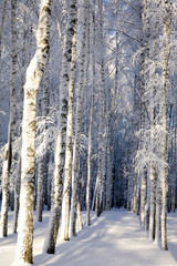 Snow covered birches in a sunny winter forest