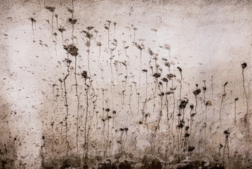 Traces de plantes sur des murs